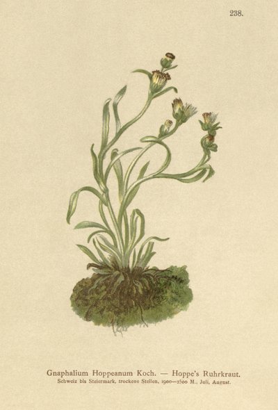 Coppweed Hoppes (Gnaphalium Hoppeanum, Omalotheca hoppeana) av German School