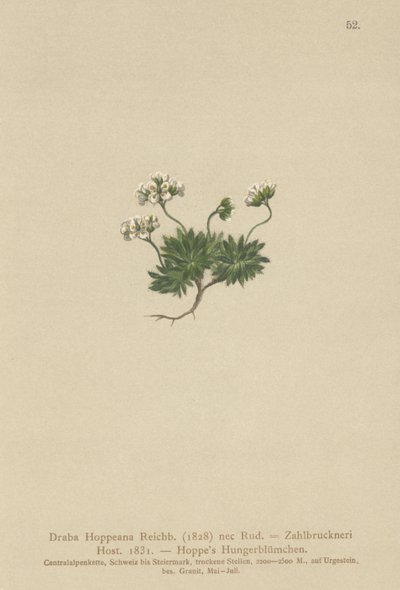 Hoppes Whitlow-gress (Draba Hoppeana, Draba Zahlbruckneri) av German School