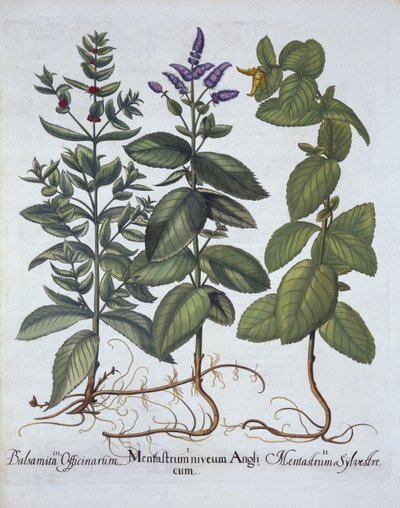 Horsemint and Spearmint, fra Hortus Eystettensis, av Basil Besler (1561-1629), pub. 1613 (håndfarget gravering) av German School