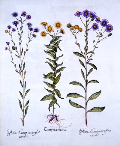 HorseweedButterweedFleabane og European Michaelmas Daisies, fra Hortus Eystettensis, av Basil Besler (1561-1629), pub. 1613 (håndfarget gravering) av German School