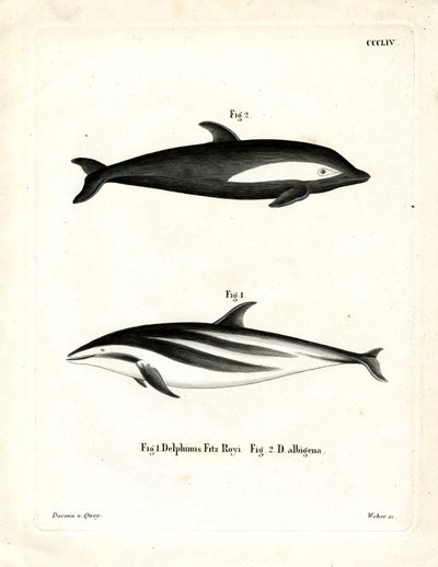 Timeglass Dolphin (farget gravering) av German School