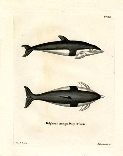 Timeglass Dolphin (farget gravering) av German School