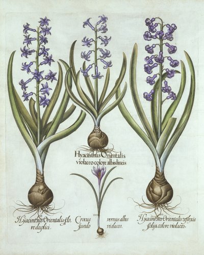 Hyacinths and an Autumn Crocus, fra Hortus Eystettensis, av Basil Besler (1561-1629), pub. 1613 (håndfarget gravering) av German School