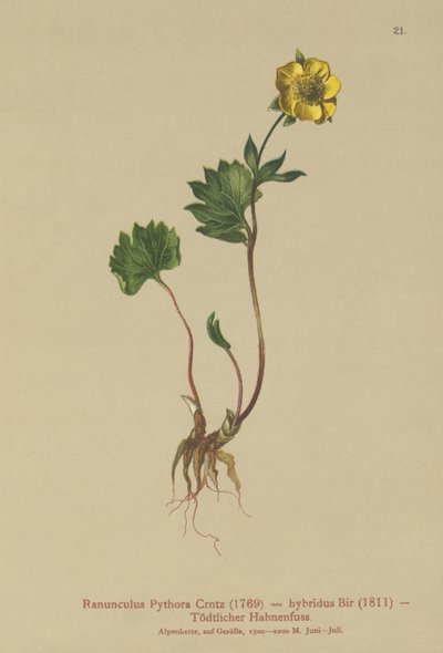 Hybrid ranunkel (Ranunculus Pythora, Ranunculus hybridus) av German School