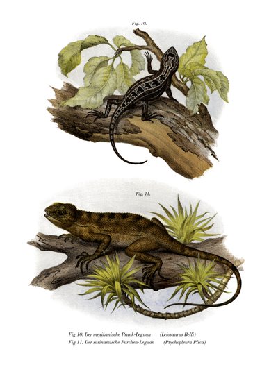 Iguana (farge litho) av German School