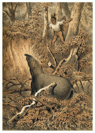 Illustrasjon, indisk jakttapir i Amazonas-skogen. I “” De Bootslieden der Amazon-River””, Karl Muller, Nederland av German School