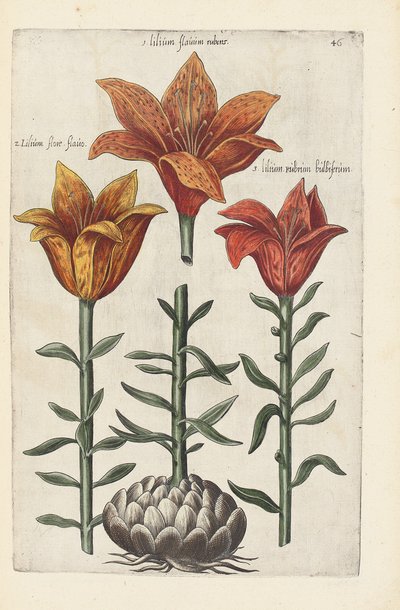 Illustrasjon fra "Florilegium ... behandling av forskjellige blomster og andre indeksplanter som levende avgrenset i to deler og fire språk arrangert av German School