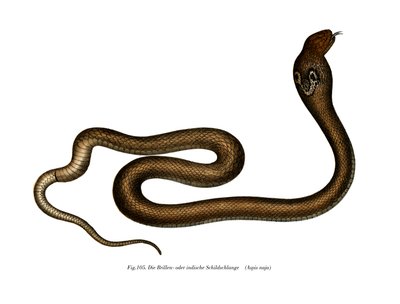 Indisk kobra (farge litho) av German School
