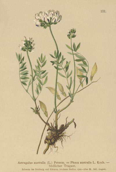Indisk Milkvetch (Astragalus australis, Astragalus aboriginum, Phaca australis) av German School