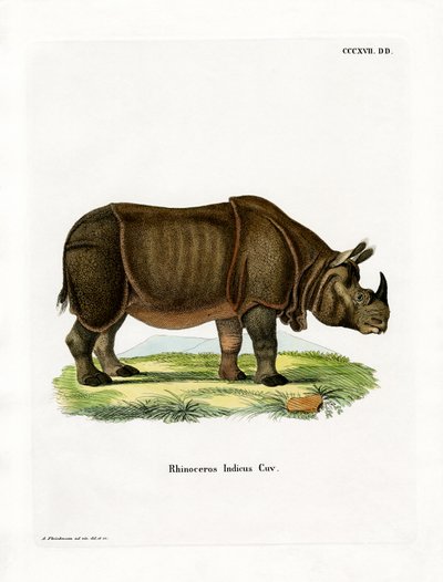 Indisk neshorn (farget gravering) av German School