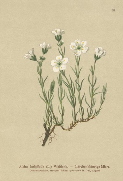 Indre alpin sandurt (Alsine laricifolia, Minuartia laricifolia, Arenaria laricifolia) av German School