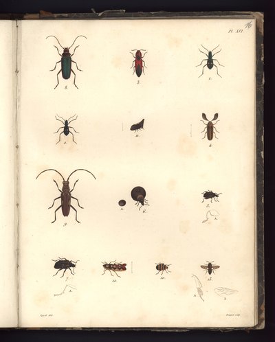 Insecta, Pl. XVI, illustrasjon fra kompendium over observasjon av zoologi og komparativ anatomi, laget i Atlanterhavet, i det indre av det nye kontinentet og i Sørishavet i løpet av 179-årene av German School