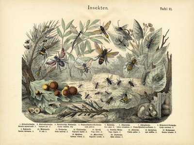 Insekter, ca. 1860 av German School