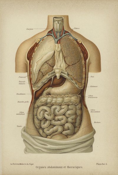 Indre organer i magen og thorax (farge litho) av German School