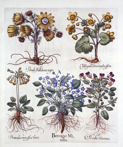 Ipheion Rolf Fiedler Spring Starflower, Marsh Marigold, Pseudo Helleborus, Viola Tricolor og Cowslip, fra Hortus Eystettensis, av Basil Besler (1561-1629), pub. 1613 (håndfarget gravering) av German School