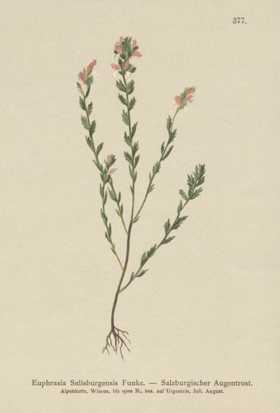 Irsk øyetrøst (Euphrasia Salisburgensis) av German School