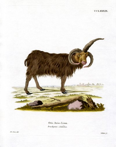 Jacob Sheep (farget gravering) av German School