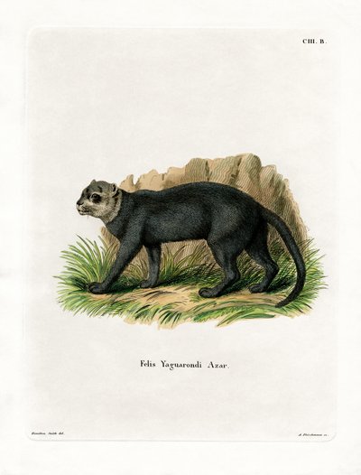 Jaguarundi (farget gravering) av German School