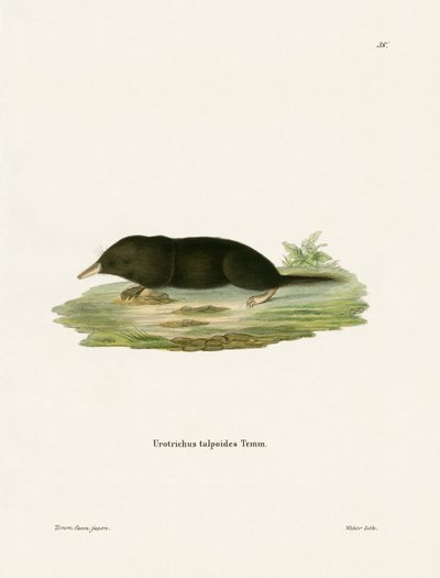 Japanese Shrew Mole (farget gravering) av German School