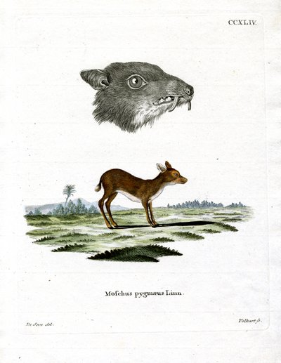 Java Mouse-Deer (farget gravering) av German School
