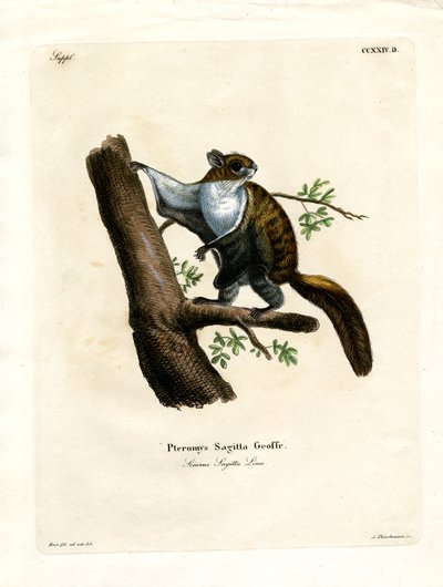 Javan Flying Squirrel (farget gravering) av German School