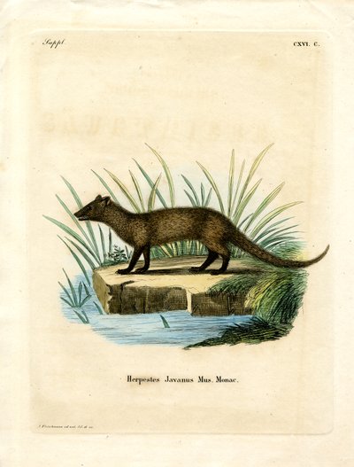 Javan Mongoose (farget gravering) av German School