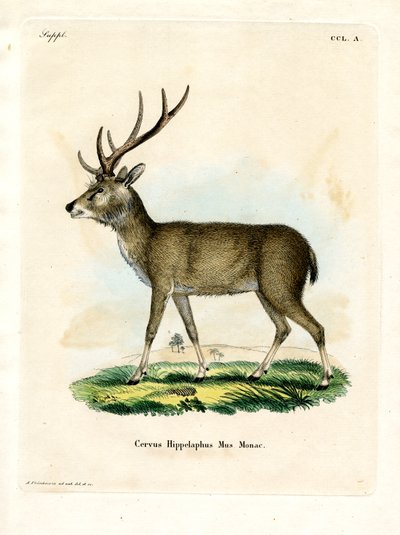 Javan Rusa (farget gravering) av German School