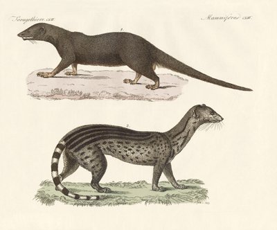 Javanesiske rovdyr (farget gravering) av German School