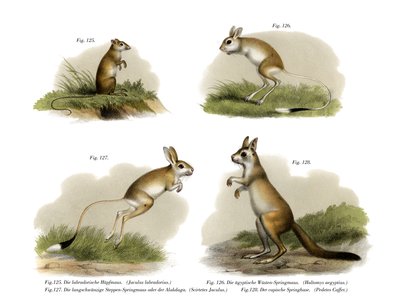 Jerboa, 1860 av German School