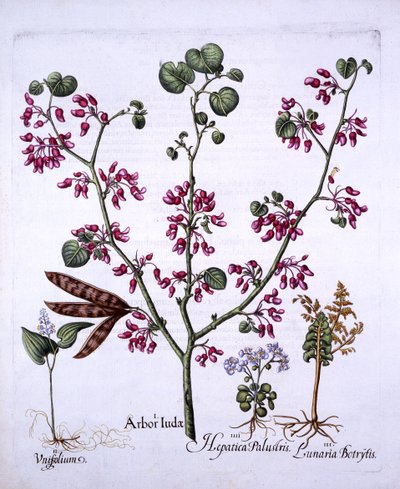 Judas Tree, May Lily, Moonwort, Liverwort, fra Hortus Eystettensis, av Basil Besler (1561-1629), pub. 1613 (håndfarget gravering) av German School
