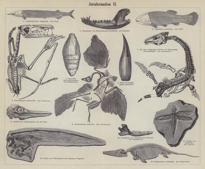 Jurafossiler (gravering) av German School