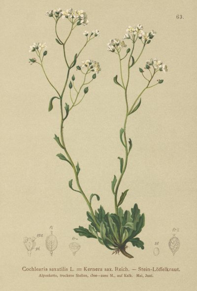 Kernera (Kernera saxatilis, Cochlearia saxatilis) av German School