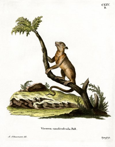 Kinkajou (farget gravering) av German School