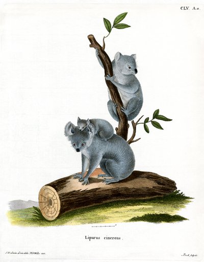 Koala (farget gravering) av German School