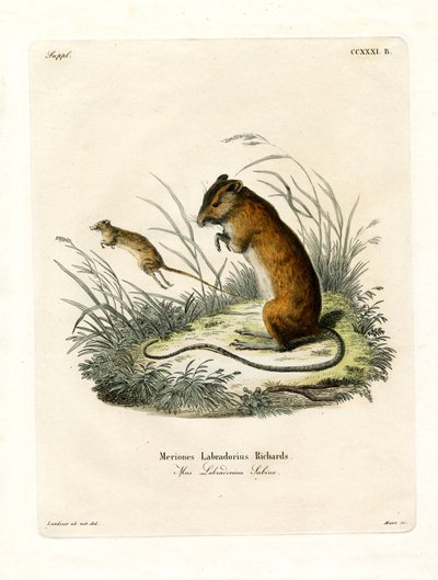 Labrador Jumping Mouse (farget gravering) av German School