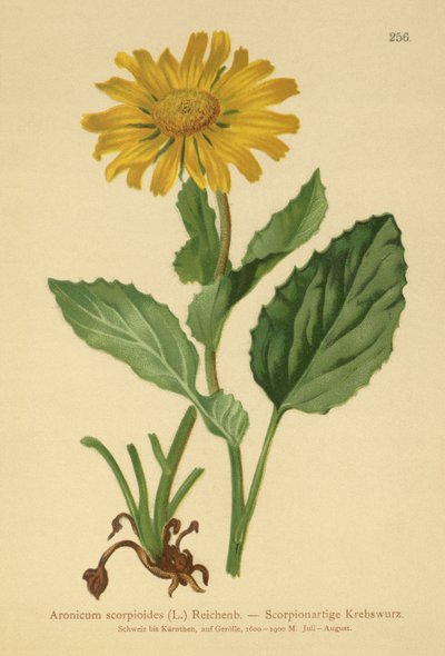 Storblomstret leopardbane (Aronicum scorpioides, Doronicum grandiflorum) av German School