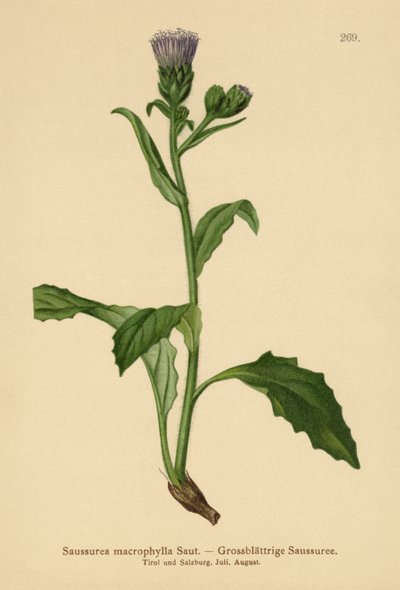 Storbladvurt (Saussurea macrophylla, Saussurea alpina ssp. macrophylla) av German School