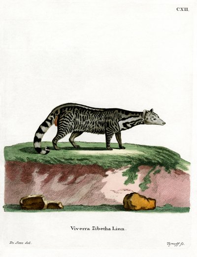 Stor indisk civet (farget gravering) av German School
