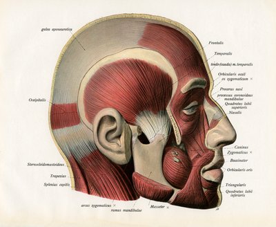 Lateral Cutaway View av musklene i det menneskelige ansiktet av German School