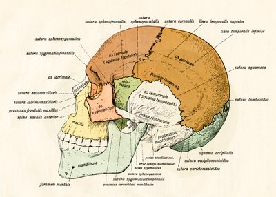 Lateral diagram av beinene til den menneskelige skallen av German School