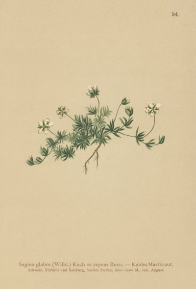 Plenperleurt (Sagina glabra, Sagina repens) av German School