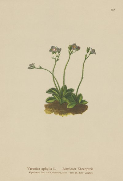 Speedwell med bladløs stamme (Veronica aphylla) av German School