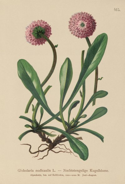 Bladløs stilket Globularia (Globularia nudicaulis) av German School
