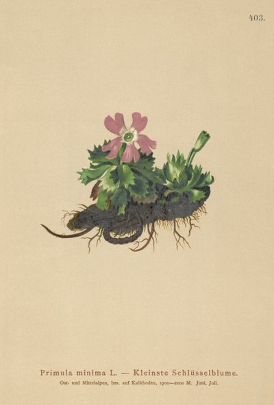 Minste Primrose (Primula minima, Auriculastrum primula, Primula veris) av German School