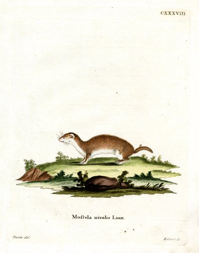 Least Weasel (farget gravering) av German School