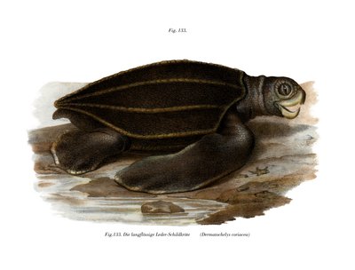 Leatherback Sea Turtle (farge litho) av German School