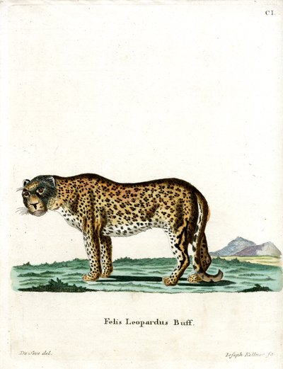 Leopard (farget gravering) av German School