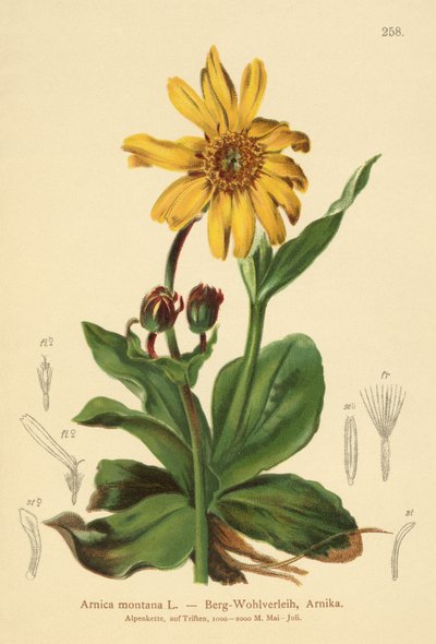 Leopardbane (Arnica montana) av German School