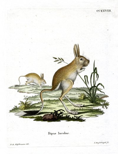 Mindre egyptisk Jerboa (farget gravering) av German School