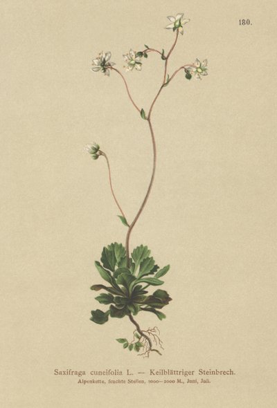 Lesser London pride (Saxifraga cuneifolia) av German School